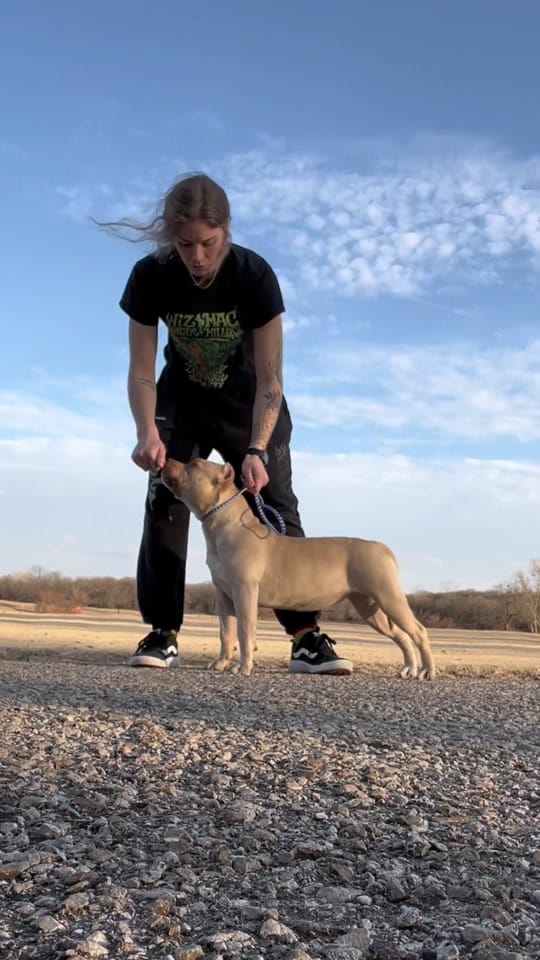Post 5 by Selectively Produced Bullies on TikTok (video)