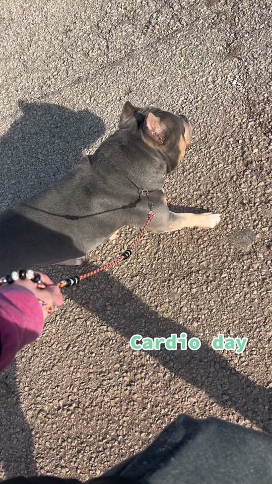 Post 7 by Selectively Produced Bullies on TikTok (video)
