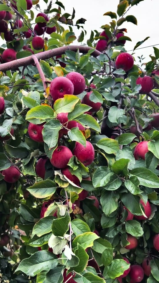 Post 5 by EarthElysium on TikTok (video)