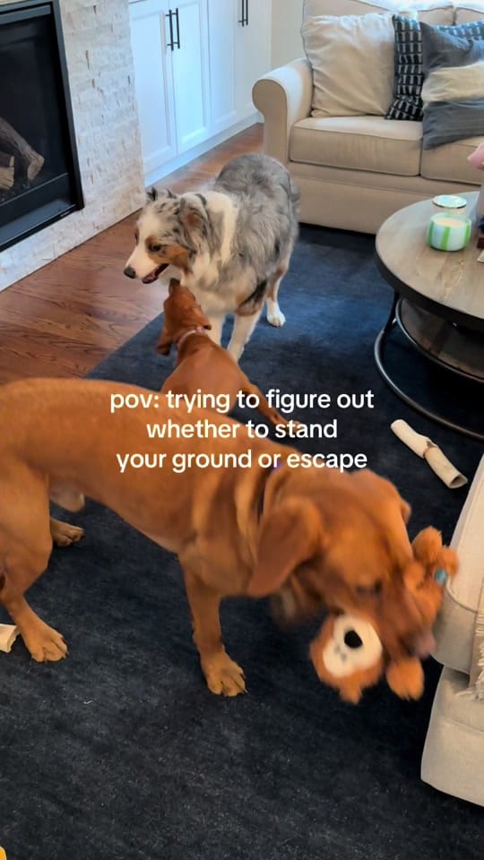 Post 1 by Steph Mireles (Chung) on TikTok (video)