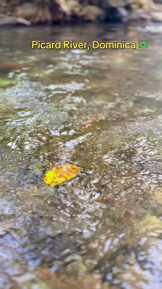 Post 8 by Michelle on TikTok (video)