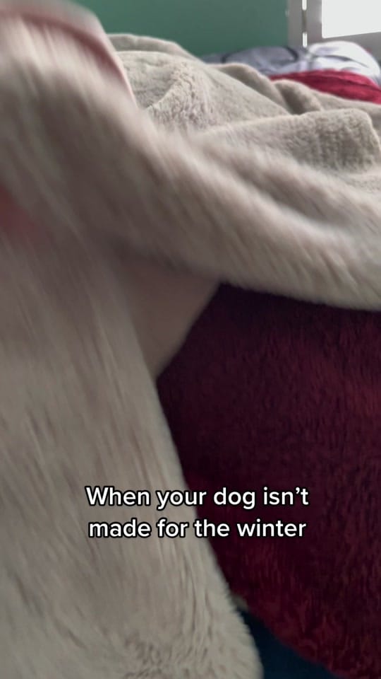 Post 10 by Nicole & the Dogs on TikTok (video)