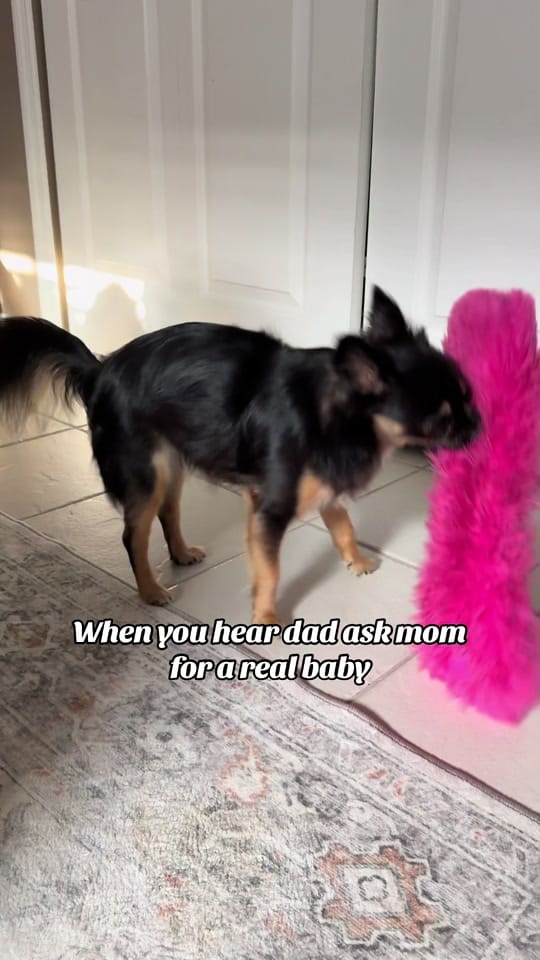 Post 7 by Nicole & the Dogs on TikTok (video)