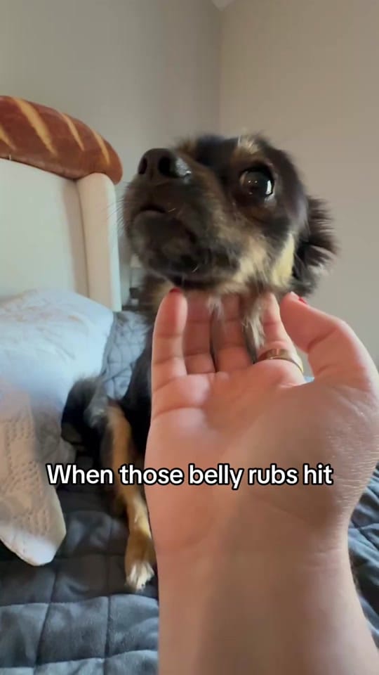 Post 4 by Nicole & the Dogs on TikTok (video)