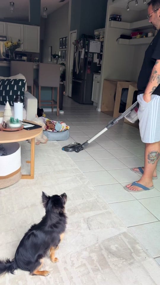 Post 5 by Nicole & the Dogs on TikTok (video)