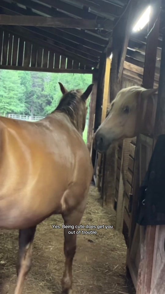 Post 10 by larkin.hyde on TikTok (video)