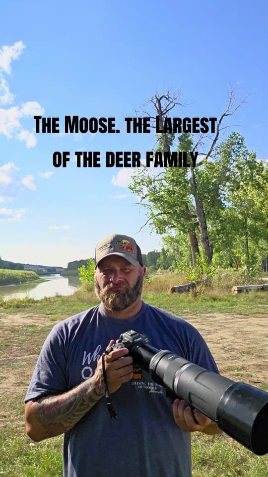 Post 7 by Chasing the Wild 📷🏔 on TikTok (video)