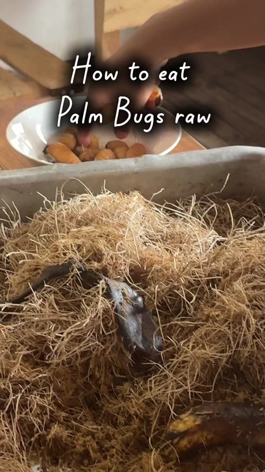 Post 1 by Jakeinalake on TikTok (video)