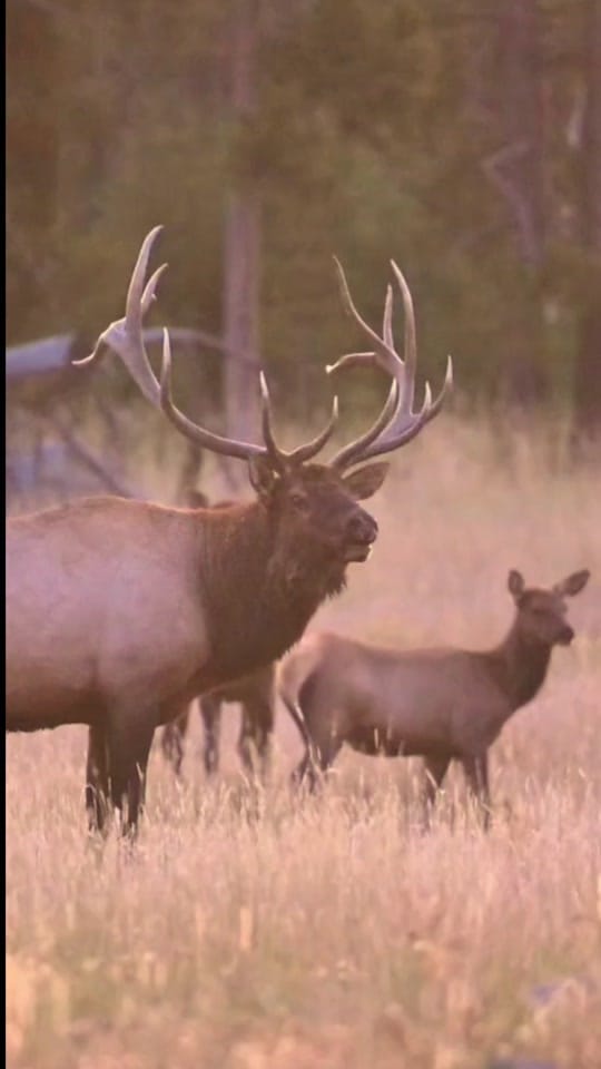 Post 8 by Tammy Neufeld on TikTok (video)