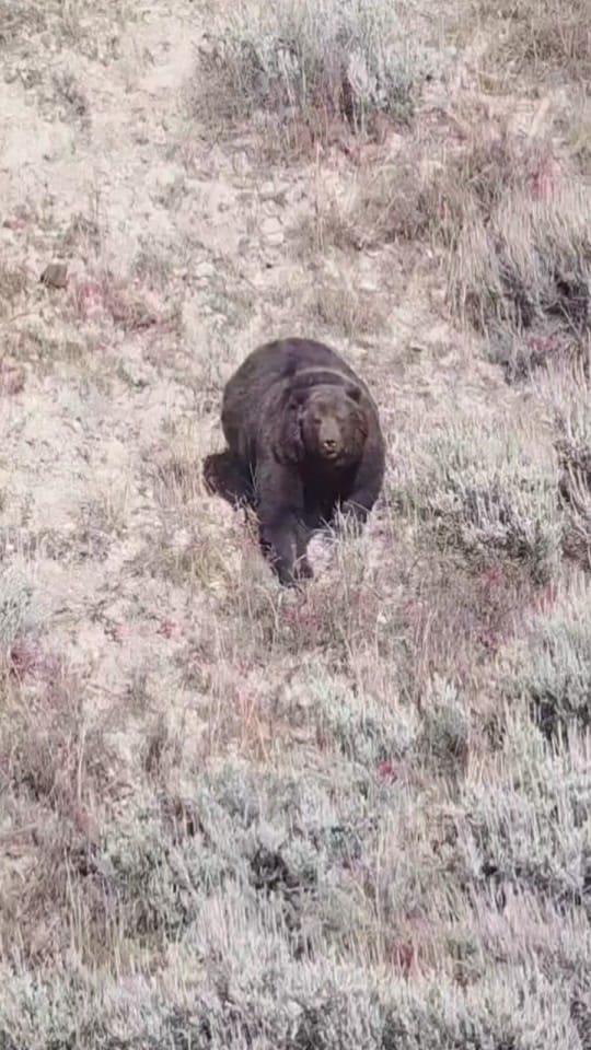 Post 3 by Tammy Neufeld on TikTok (video)