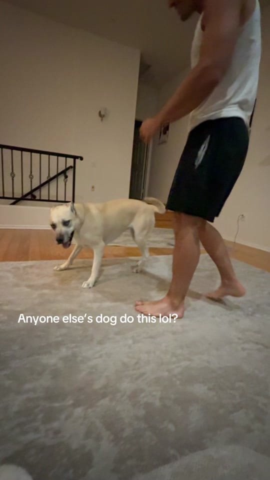Post 2 by Alyssa Mader on TikTok (video)