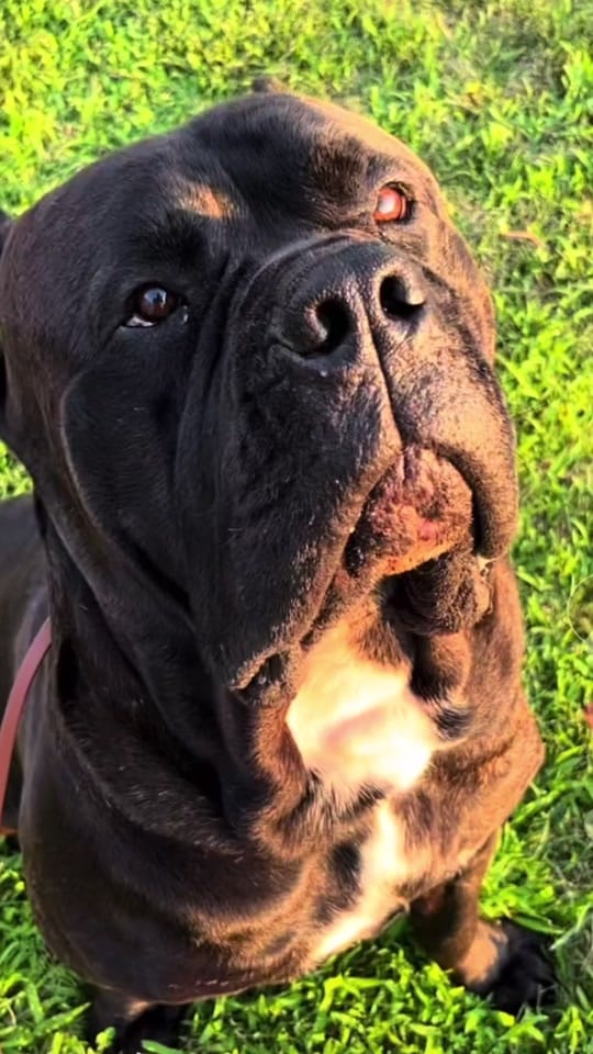 Post 3 by Chadrowetattoos on TikTok (video)