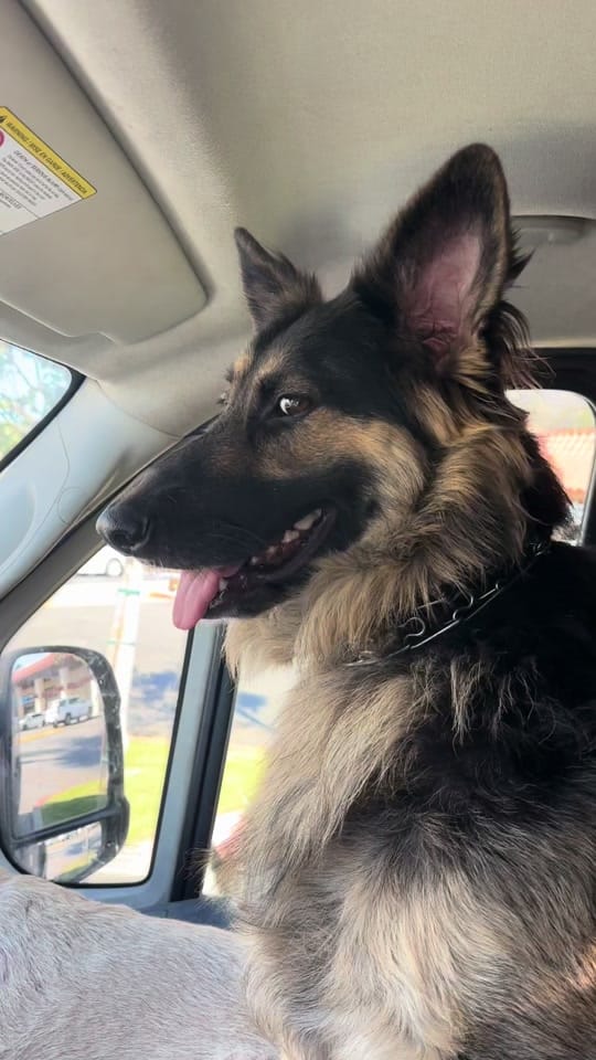 Post 9 by Zeus and Harper Adventures on TikTok (video)
