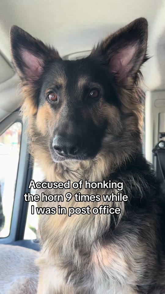Post 8 by Zeus and Harper Adventures on TikTok (video)