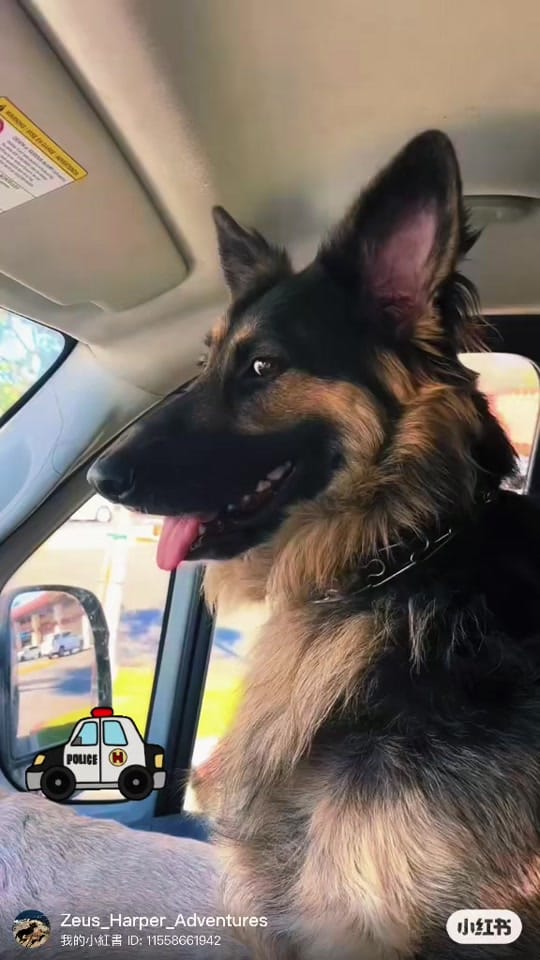 Post 4 by Zeus and Harper Adventures on TikTok (video)