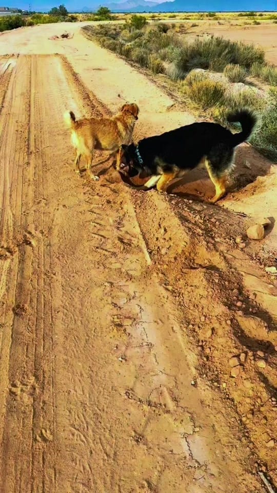Post 7 by Zeus and Harper Adventures on TikTok (video)
