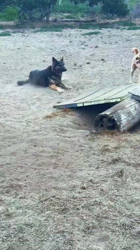 Post 2 by Zeus and Harper Adventures on TikTok (video)