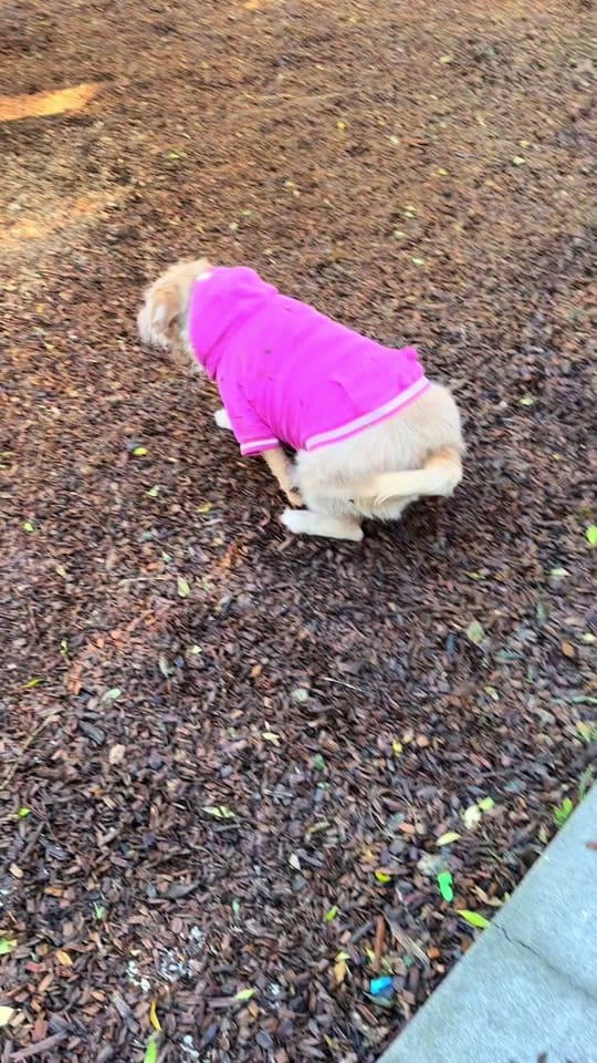 Post 1 by Zeus and Harper Adventures on TikTok (video)
