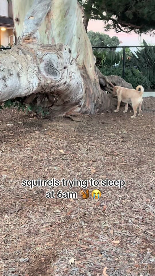 Post 10 by Zeus and Harper Adventures on TikTok (video)