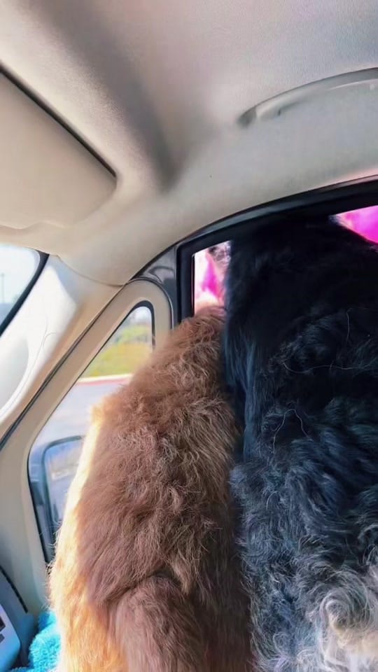 Post 3 by Zeus and Harper Adventures on TikTok (video)