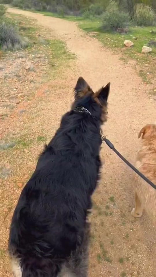 Post 6 by Zeus and Harper Adventures on TikTok (video)
