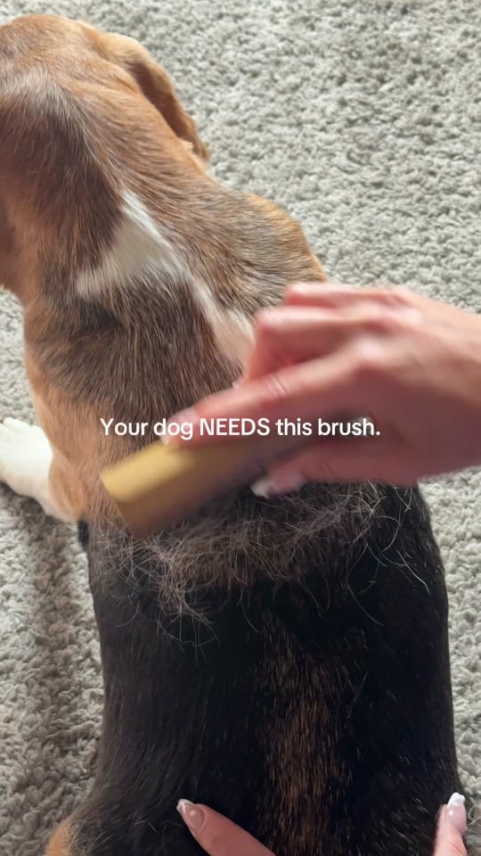 Post 5 by Danielle Walawender on TikTok (video)