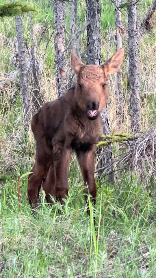 Post 3 by AlaskanAdventuresAndMore on TikTok (video)