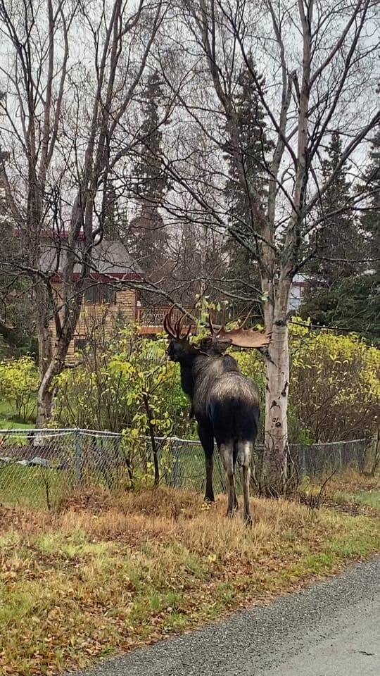 Post 6 by AlaskanAdventuresAndMore on TikTok (video)