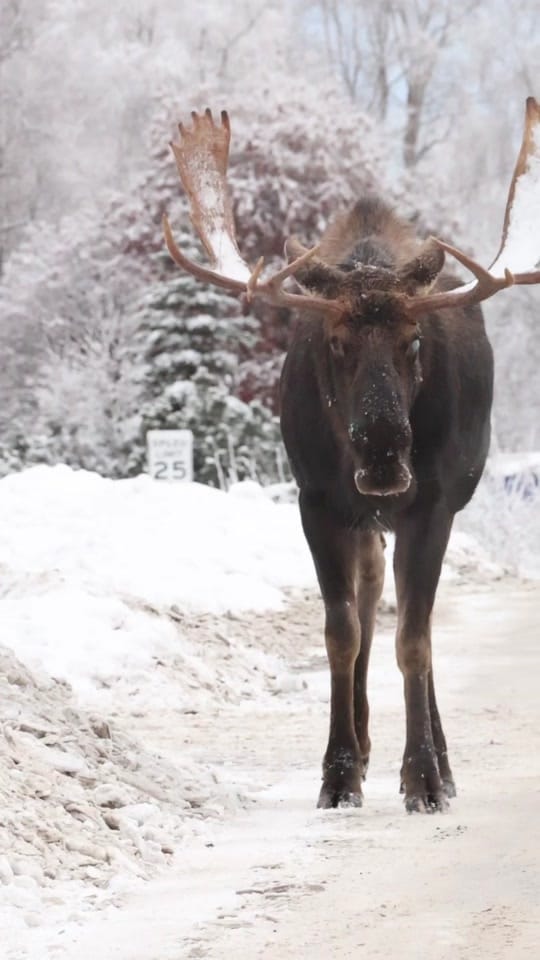 Post 4 by AlaskanAdventuresAndMore on TikTok (video)