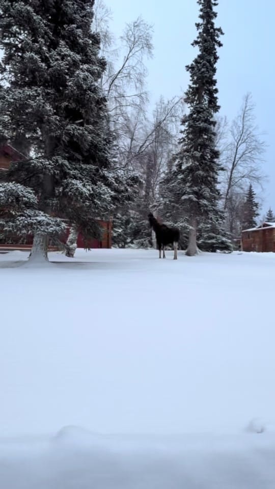Post 2 by AlaskanAdventuresAndMore on TikTok (video)