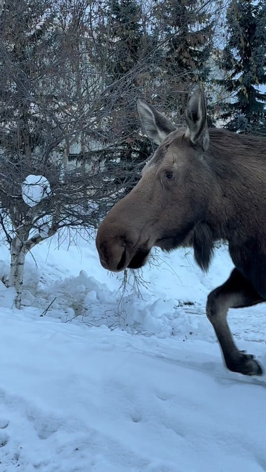 Post 9 by AlaskanAdventuresAndMore on TikTok (video)