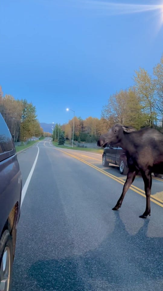 Post 10 by AlaskanAdventuresAndMore on TikTok (video)