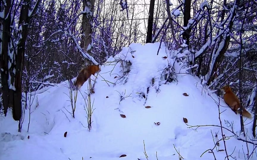 Post 7 by AlaskanAdventuresAndMore on TikTok (video)