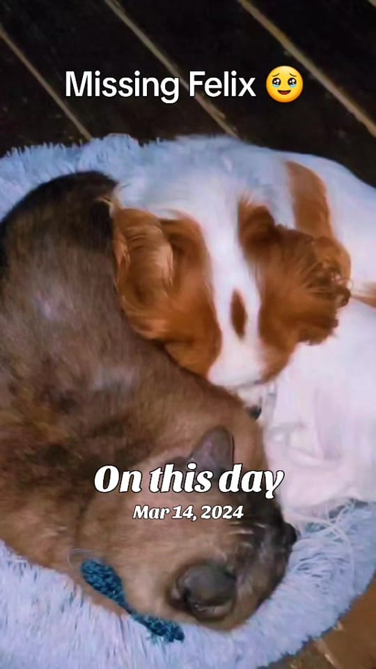 Post 1 by ✨️Danelle✨️ on TikTok (video)