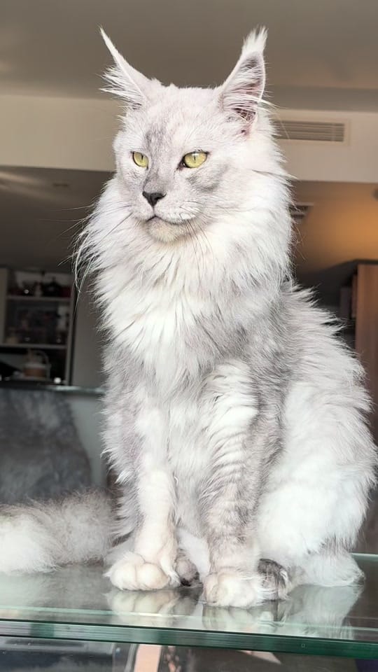 Post 8 by Maine Coons | Ted & Kissa on TikTok (video)