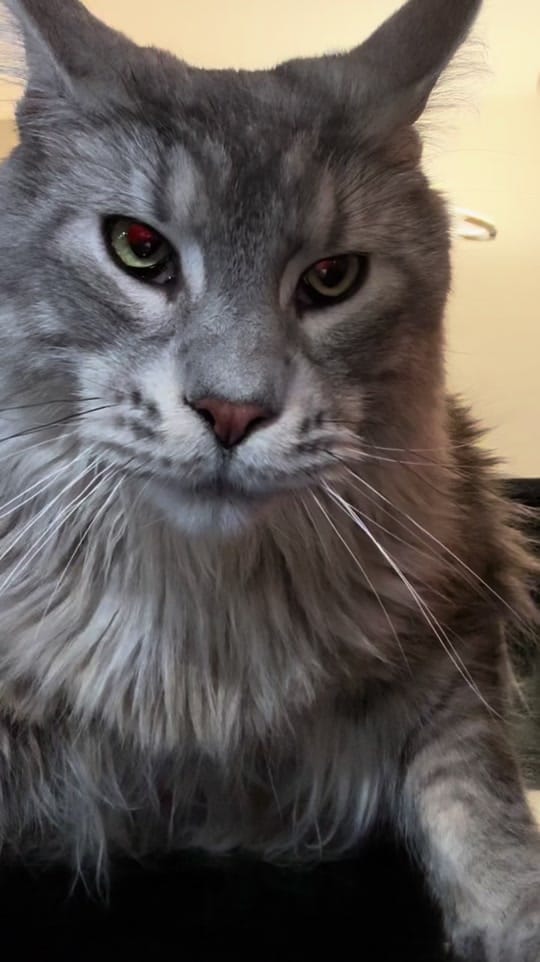 Post 9 by Maine Coons | Ted & Kissa on TikTok (video)