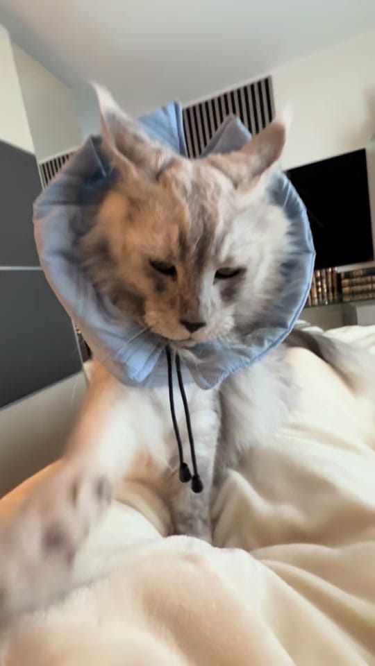 Post 1 by Maine Coons | Ted & Kissa on TikTok (video)