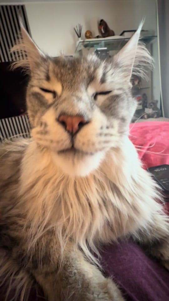 Post 10 by Maine Coons | Ted & Kissa on TikTok (video)