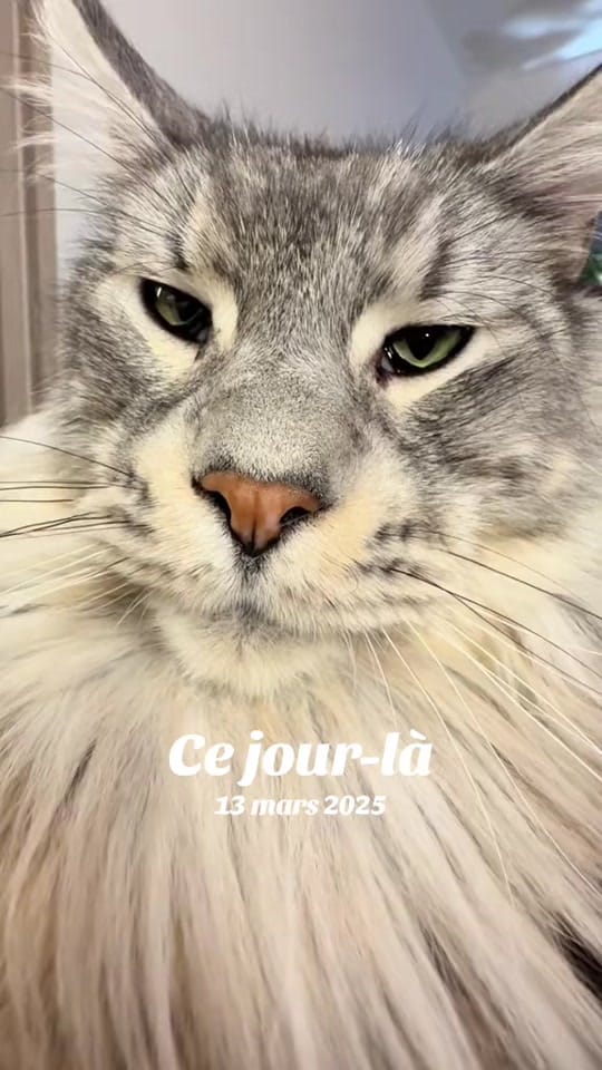 Post 6 by Maine Coons | Ted & Kissa on TikTok (video)