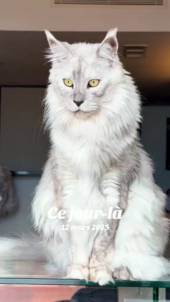 Post 7 by Maine Coons | Ted & Kissa on TikTok (video)