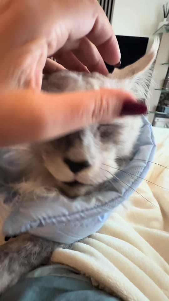 Post 4 by Maine Coons | Ted & Kissa on TikTok (video)