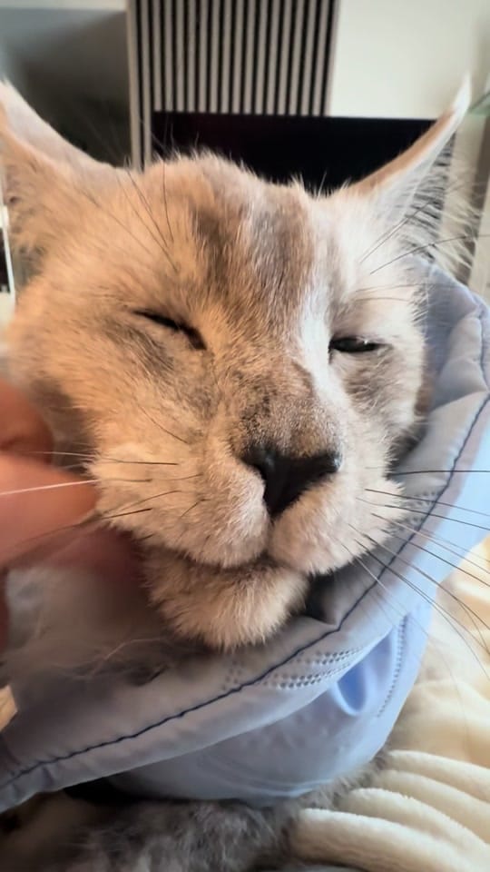 Post 2 by Maine Coons | Ted & Kissa on TikTok (video)