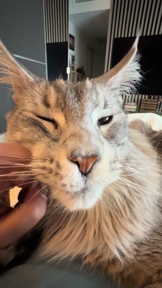 Post 3 by Maine Coons | Ted & Kissa on TikTok (video)