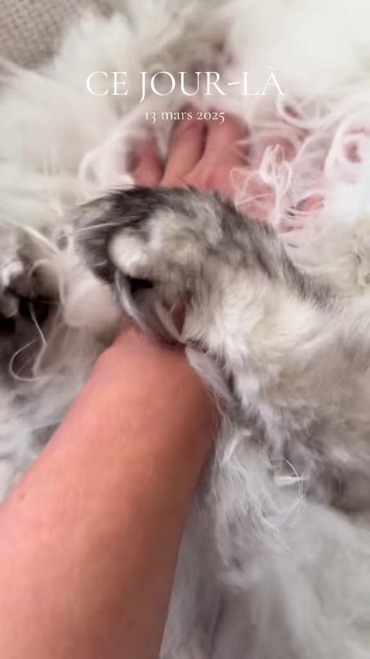 Post 5 by Maine Coons | Ted & Kissa on TikTok (video)
