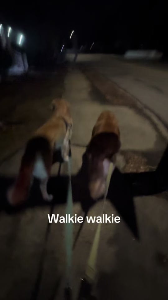 Post 6 by Rufus & Obie on TikTok (video)