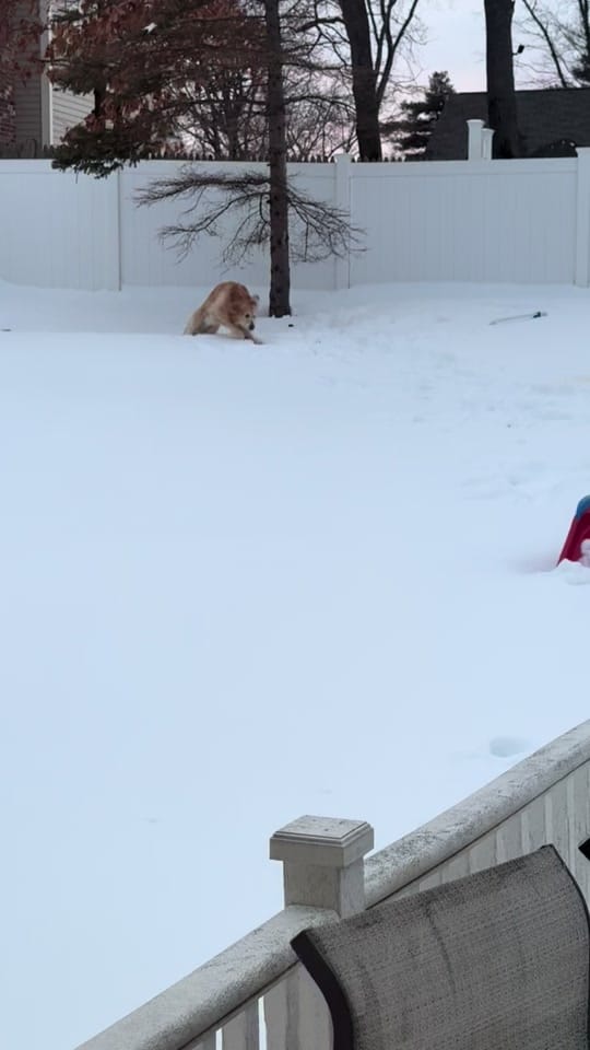 Post 1 by Rufus & Obie on TikTok (video)