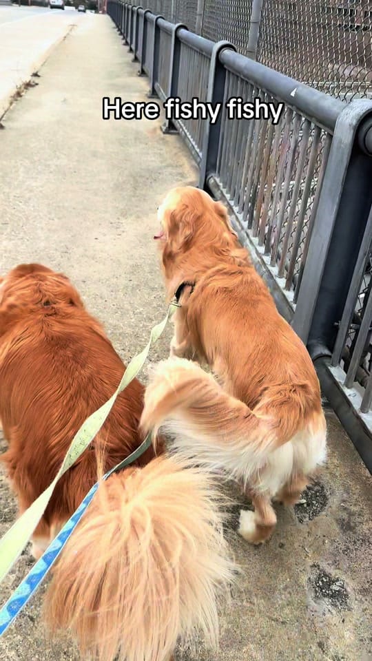 Post 5 by Rufus & Obie on TikTok (video)