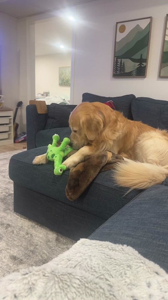 Post 7 by Rufus & Obie on TikTok (video)