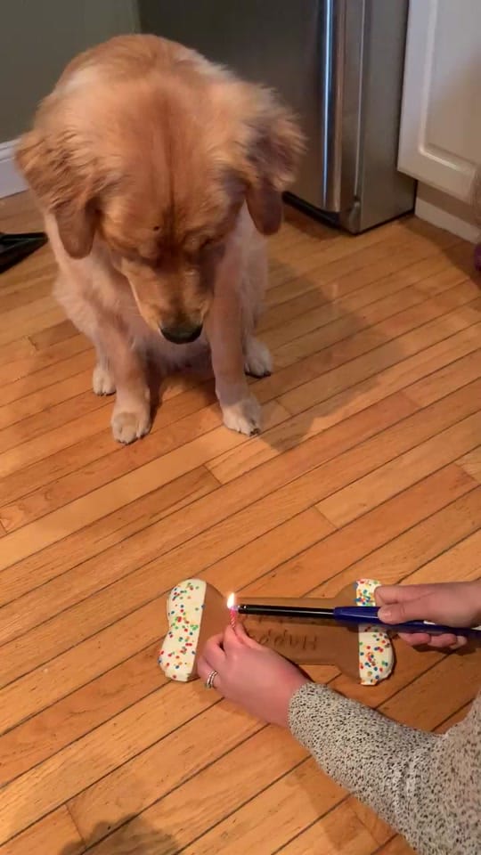 Post 10 by Rufus & Obie on TikTok (video)