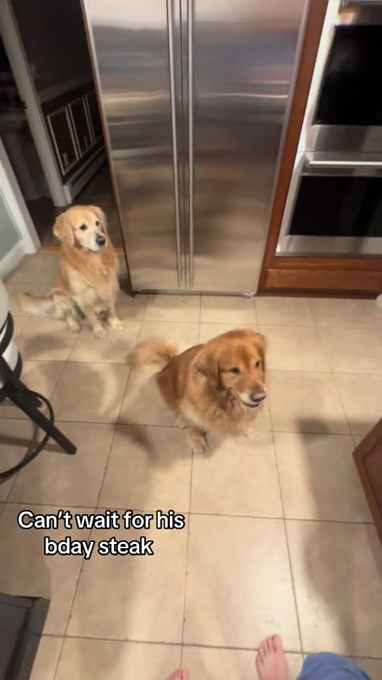 Post 2 by Rufus & Obie on TikTok (video)